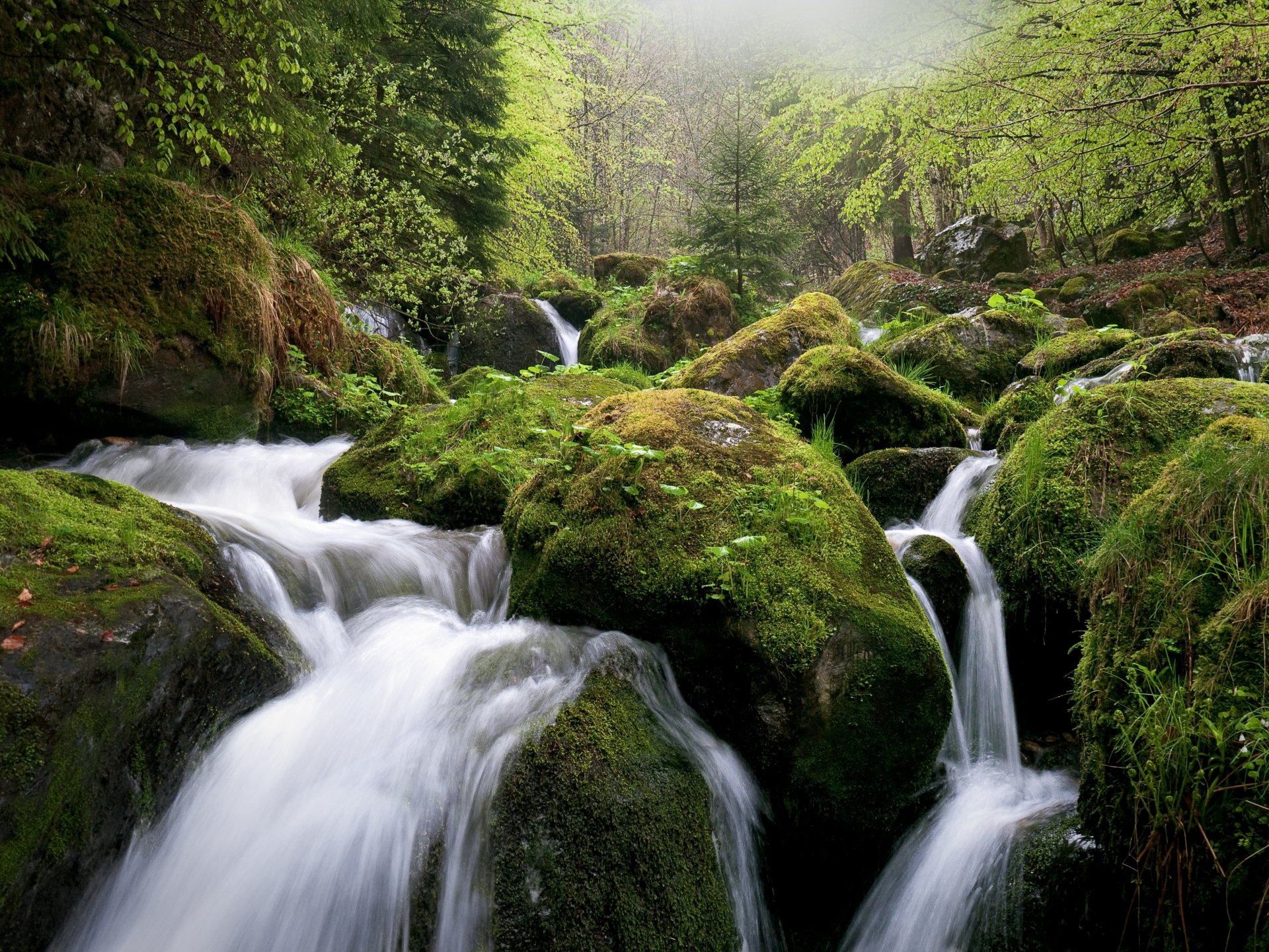 forest stones moss river landscape feed slope rapid