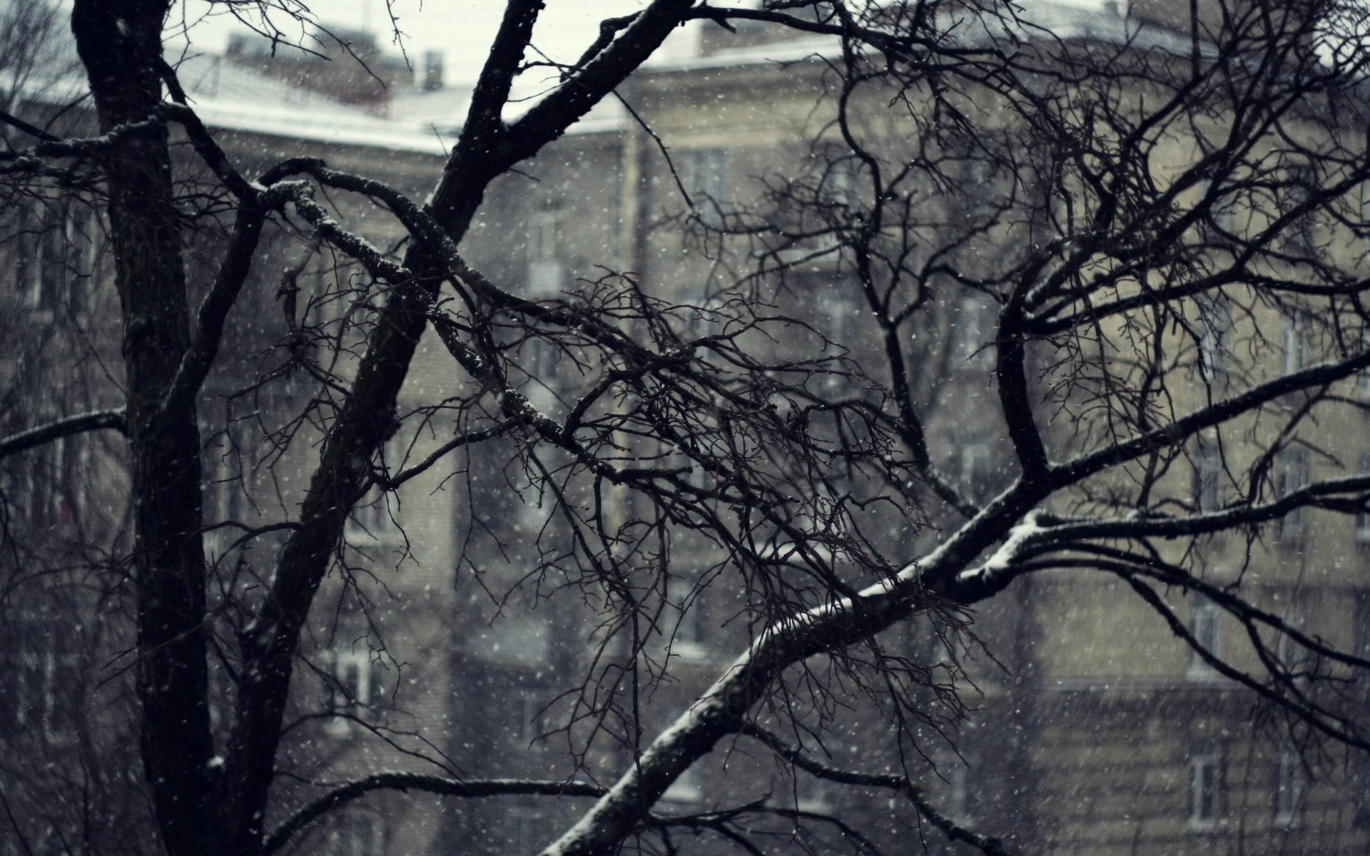 baum zweige schnee zuhause grau