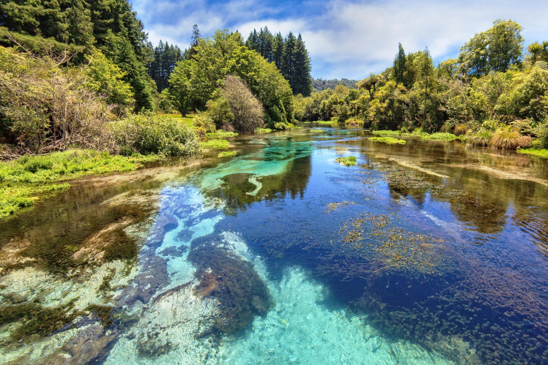 природа река лес деревья вода прозрачная