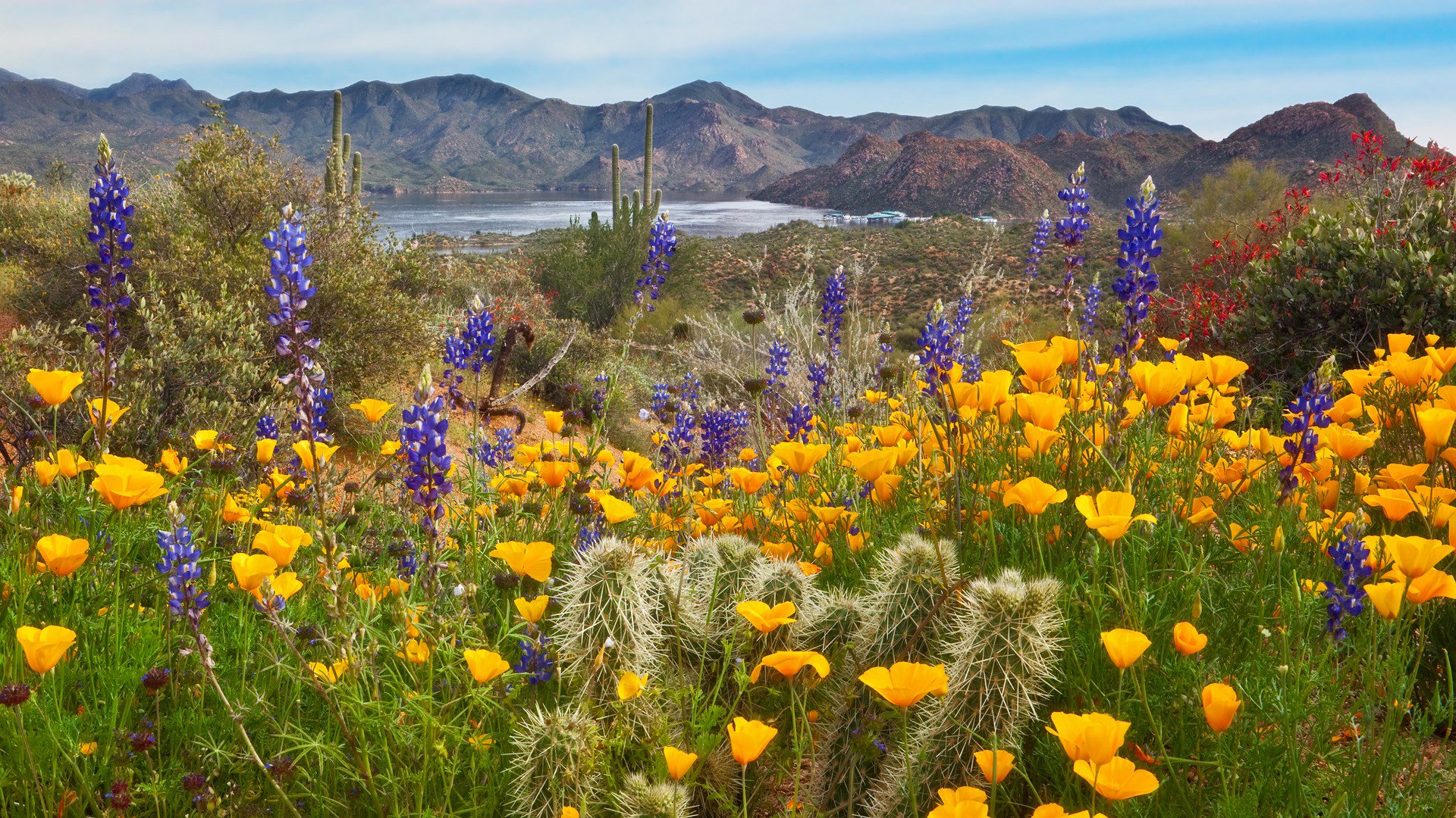 ky mountain lake flower cactu