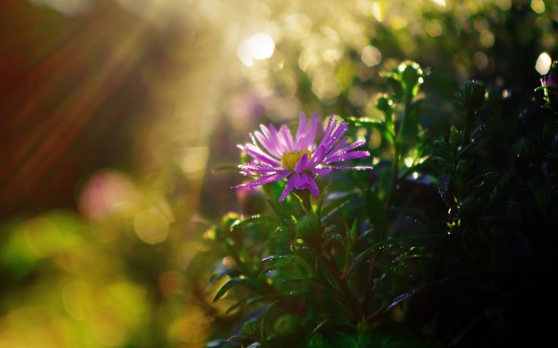 flower grass shining after rain