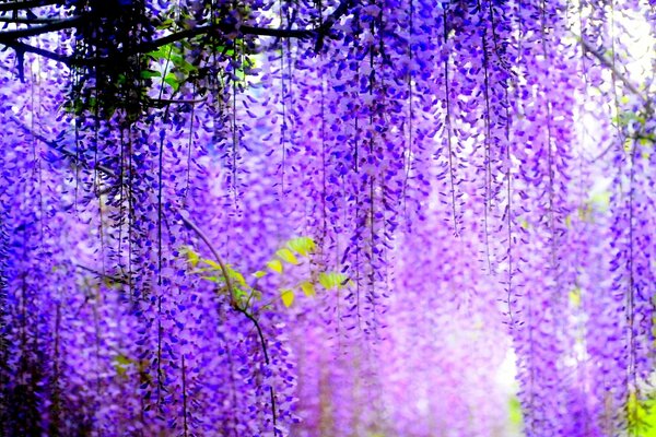 Bella fioritura di glicine nella foresta