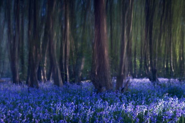 Glade of blue bells in the forest