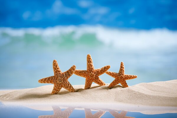 A family of starfish on the sand