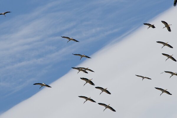 Cigüeñas volando en el cielo