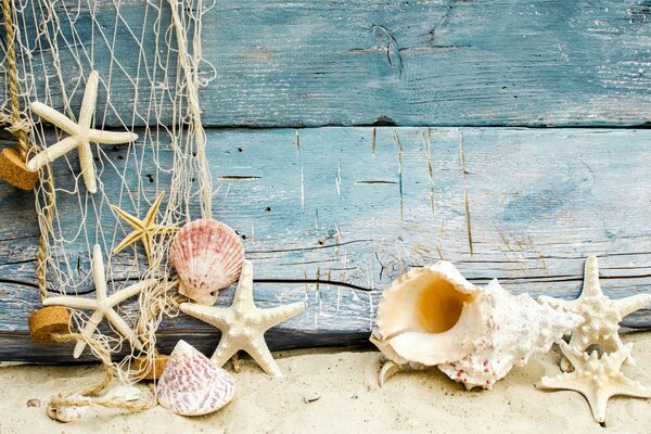 Étoiles de mer, coquillages sur la plage