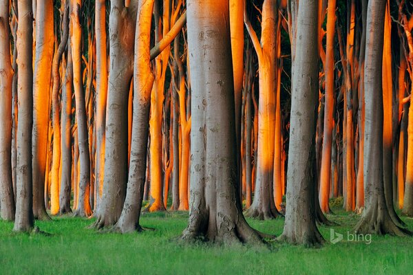 Árboles brillantes en el bosque alemán