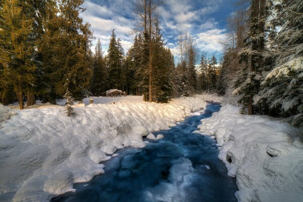 Winter nature: a river among fir trees and snowdrifts