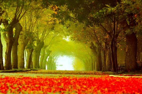 Callejón de otoño, el camino lleno de zorros