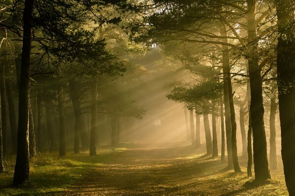 Природа. Утренний свет в лесу