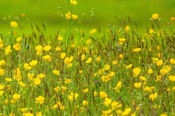 Felicità: estate prato fiori gialli