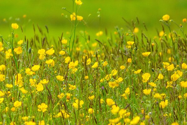 Szczęście: lato łąka żółte kwiaty