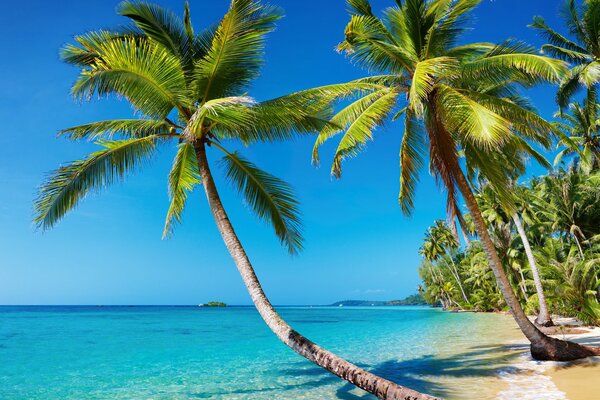 Natural landscape of palm trees by the sea