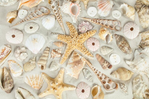 Starfish and seashells on the sand