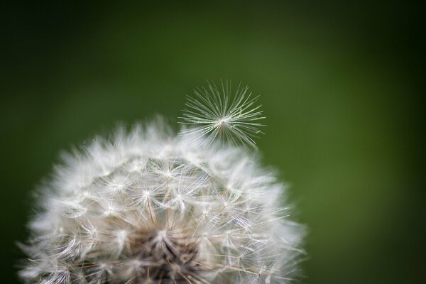 Nature photo dandelion in the meadow