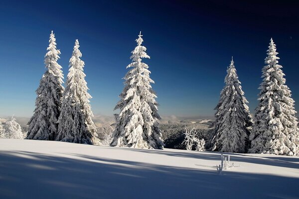 Winter snow sky shade fir trees