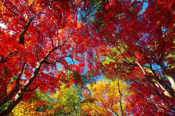 Les cimes des arbres et les feuilles brûlent pourpre