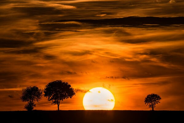 Sunset sky horizon silhouettes of trees