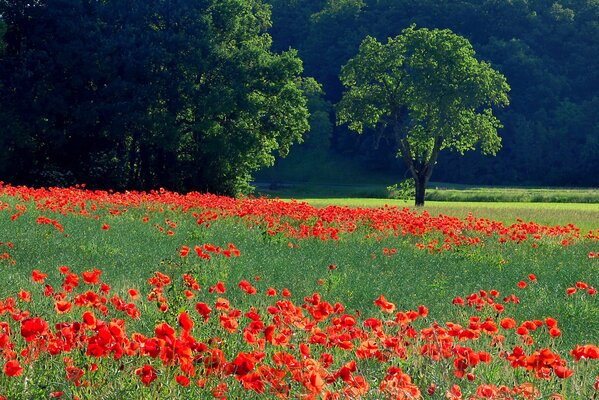 E abbiamo un mare rosso nel prato