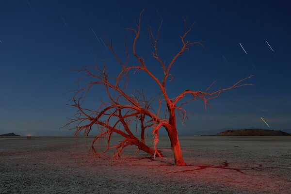 Arbre solitaire dans la nuit