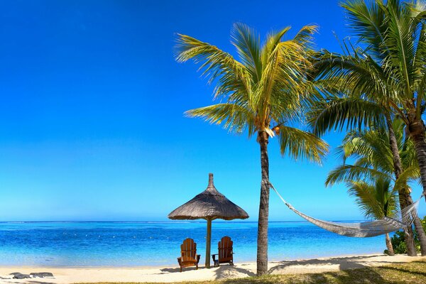 Plage de mer tropicale avec des palmiers