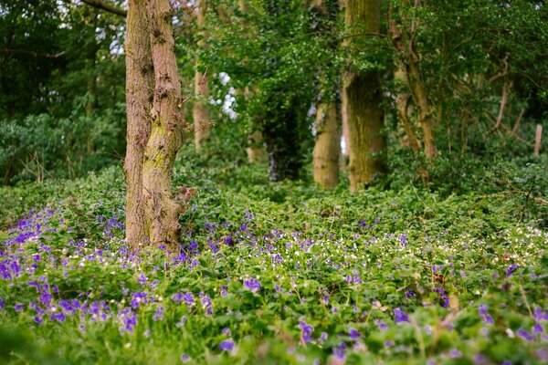 Purple flowers in the forest