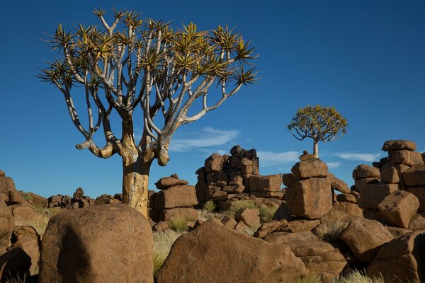 Afrikanische Landschaft. Blauer Himmel, Steine, Bäume