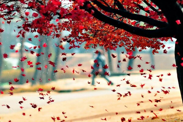 Árbol de otoño con hojas rojas que caen
