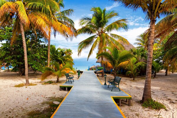 Ein Weg zum Strand zwischen Sand und Palmen