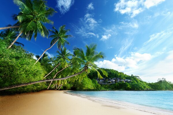 Tropical seaside with palm trees