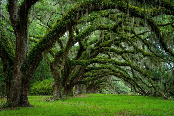 Arbres inhabituels aux États-Unis