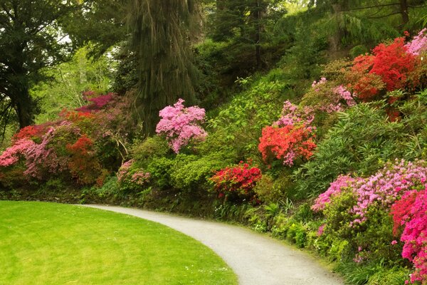 Sentiero nel parco lungo i cespugli di azalee