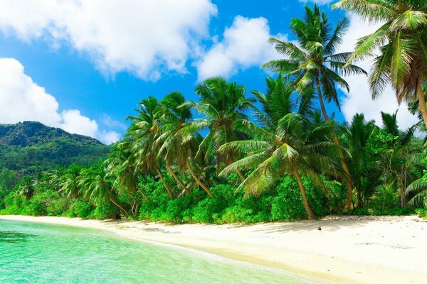 Sandy beach with palm trees under a clear sky