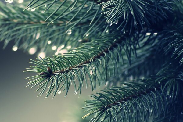 Coniferous twig with dew drops