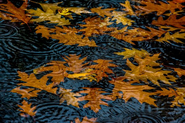 Herbst gefallene Blätter auf dem Wasser