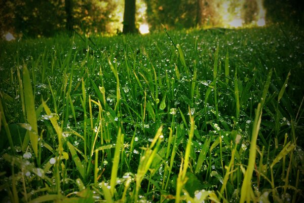 Gouttes de rosée de diamant scintillent sur l herbe verte