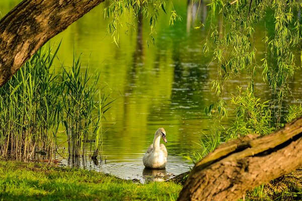 White swans in summer on the lake near the shore