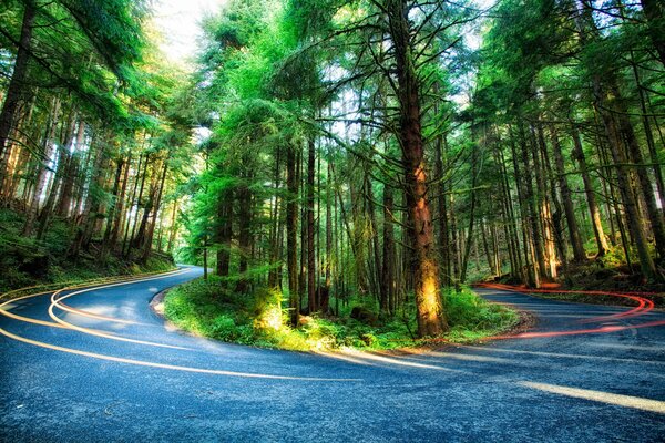 Дорога через высокие деревья