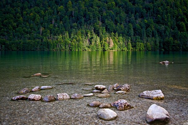 Green trees are reflected in a transparent lake