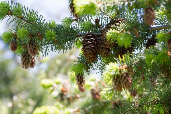 Cones on a pine branch. Nature