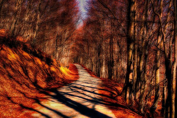 Autumn forest. Trees cast shadows