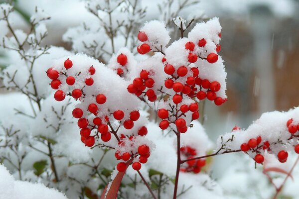 Red berries in the snow in winter