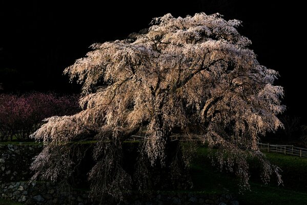 Duża Sakura, kwitnienie liści