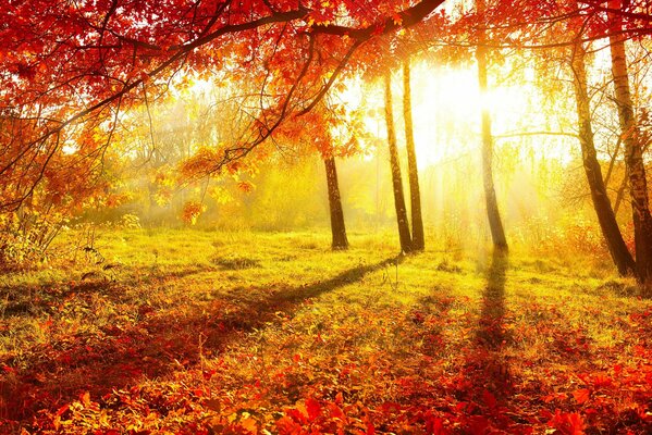 Autumn nature , beautiful trees on a yellow background