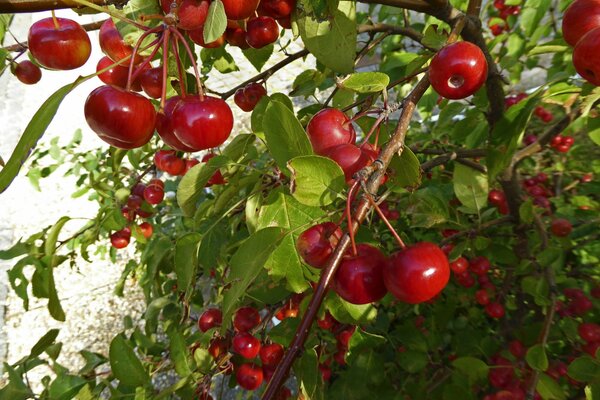 Cerezas rojas maduras en un árbol