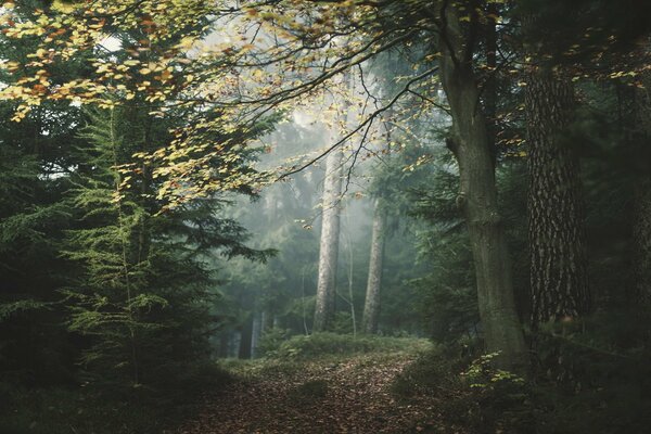 Misty landscape in a mysterious forest