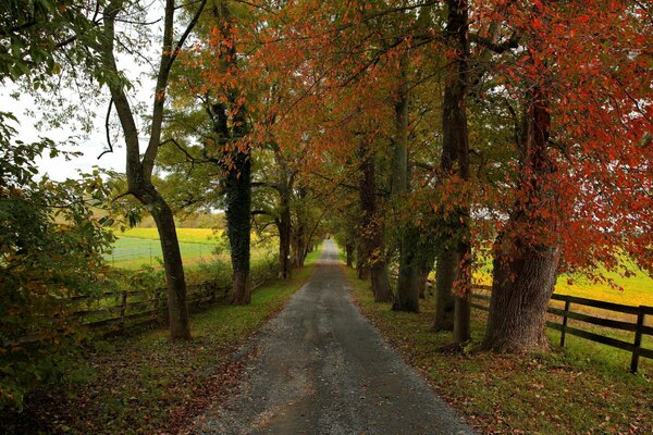 Acogedor camino en el campo