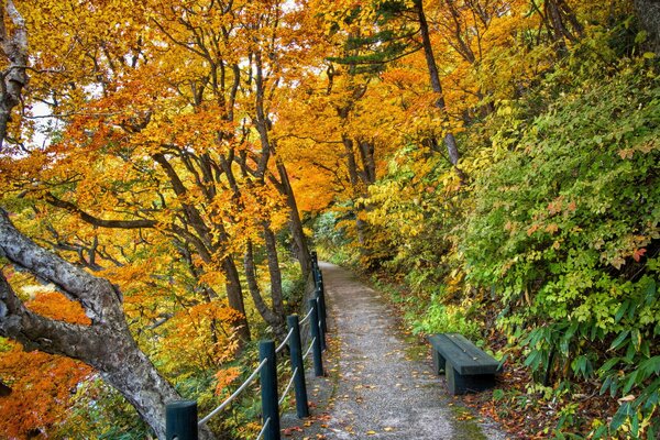 Camino en el bosque de otoño a veces