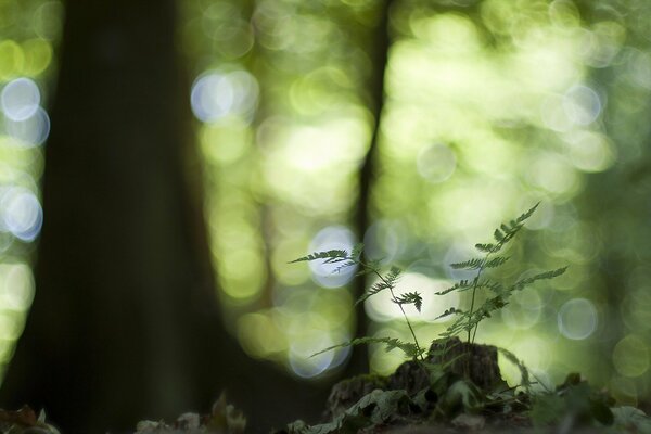 And we are all waiting for the venus hair to bloom in the clearing