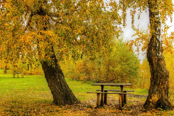 Día de otoño, parque, árboles mesas follaje amarillo en el Suelo